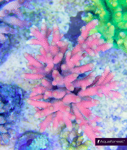 Acropora et probiotique