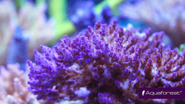Acropora colorés effet sel probiotique aquaforest