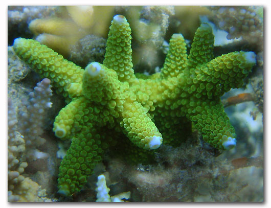 Acropora-gemmifera-green Societé Amblard