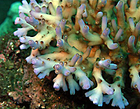 Acropora granulosa bouture