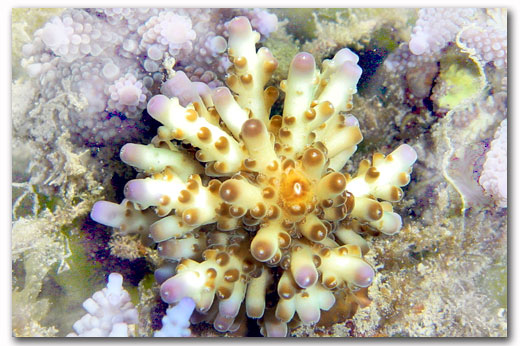 aCROPORA GRANULOSA