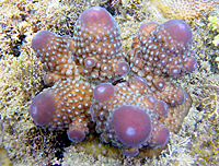 Acropora humilis bouture