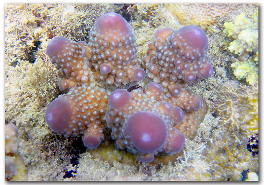 Acropora humilis société Amblard