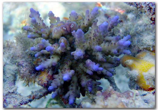 Acropora loripes pointes bleues société Amblard