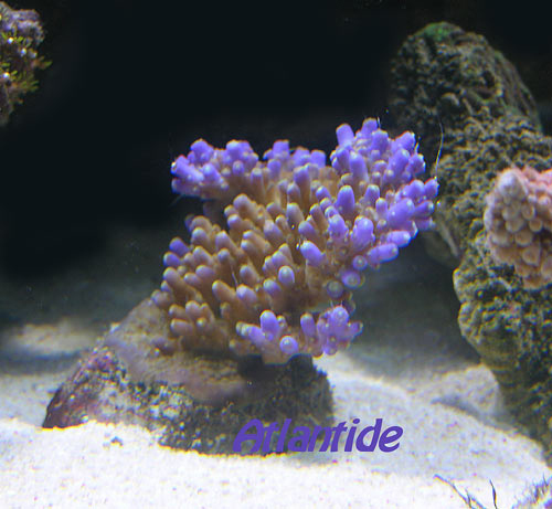Acropora azurea