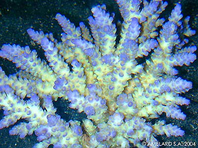 Acropora tenuis