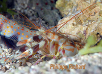 Alpheus bellulus