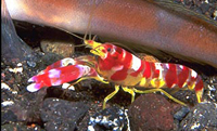 Apheus randalli