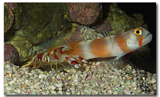 Amblyeleotris aurora et Alpheus randalli