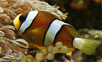 Amphiprion clarki du Ceylan élevage France