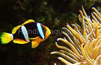 Amphiprionj
