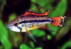 Apistogramma cacatuoides