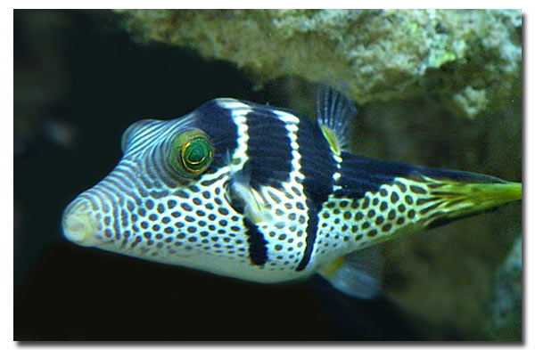 Bob le Baliste, nouveau directeur du groupe aquarium chez Solutys!