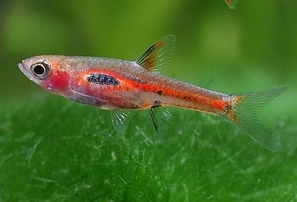BORARAS MERAH