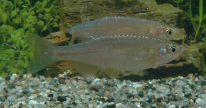 BRACHYDANIO ALBOLINEATUS