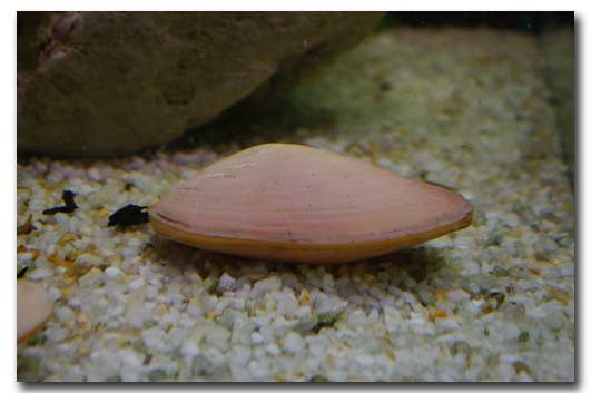 Bivalvia