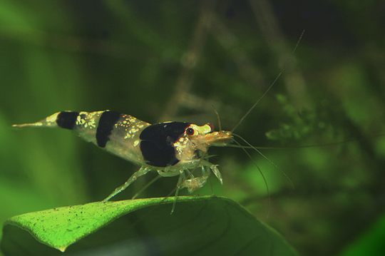 CARIDINA BUMBLE BEE
