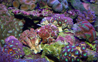 Blastomussa wellsi 