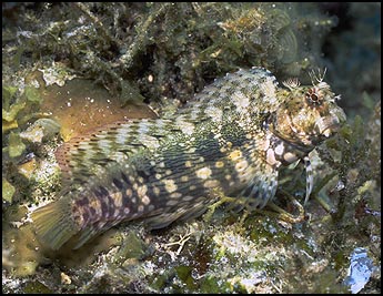 Salarias fasciatus