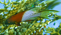 Bodianus Anthioides