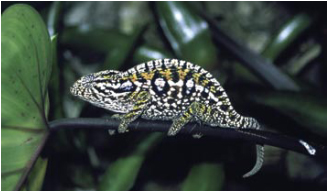 Cameleon