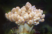 Capnella imbricata