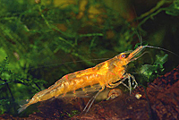 Crevette Caridina Propinqua
