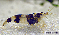 Caridina Sulawensis sp. Blueberry Bee