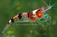Caridina aristocratensis blue crystal bee