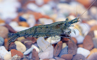 Caridina heteropoda blue cherry bee