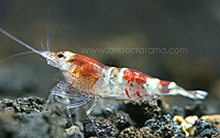 caridina-cf-cantonensis red crystal bee