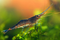 Caridina ensifera blue leg poso
