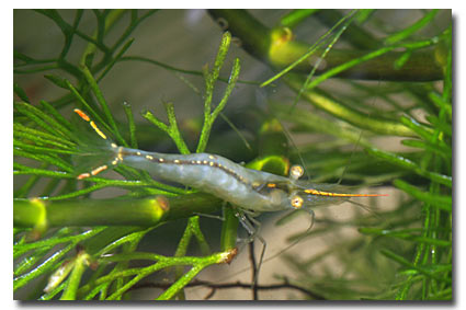 Crevette Caridina gracilirostris
