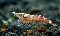 Caridina honey bee
