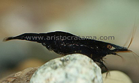 Caridina sp. original blue bee
