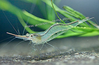 Caridina sp Long Nose Sumatera