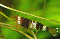 Caridina suwalensis mambo bee