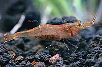Caridina titolrensis