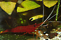 Caridina sp. yellow nose red bee