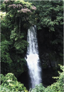 Cascade dans la forêt tropicale