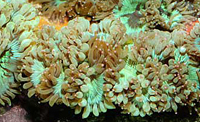 Catalaphyllia jardinei