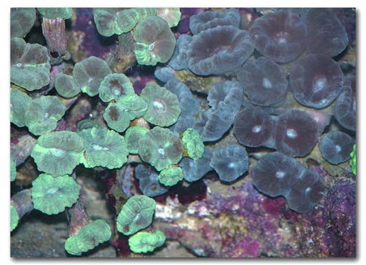 Caulastrea en aquarium