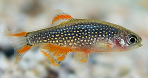 Celestichthys margaritatus