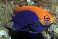 Centropyge Acanthops