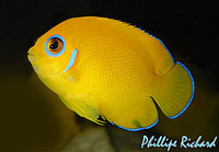 Centropyge flavisssimus