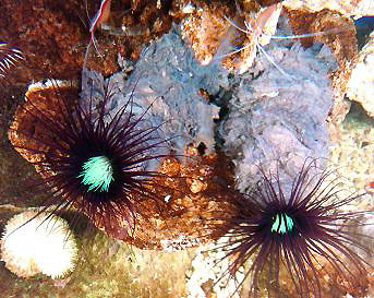 Cerianthus Sp