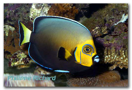 Chaetodontoplus-Conspicillatus
