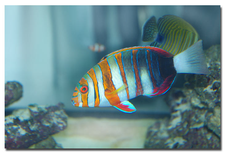 Coerodon fasciata