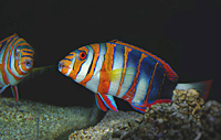 Choerodon fasciata