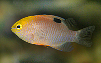 Chrysiptera Talboti